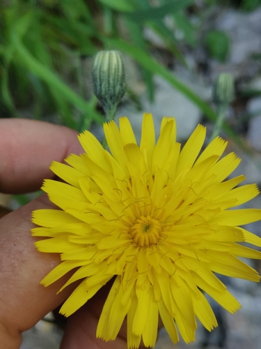 Image of Hieracium bupleuroides by (c) Ljaž, some rights reserved (CC BY)