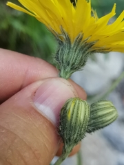 Hieracium bupleuroides