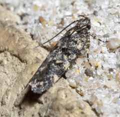 Chionodes bicostomaculella