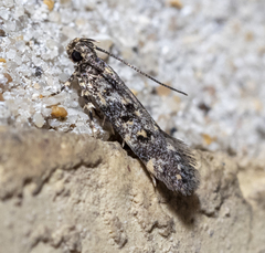 Chionodes bicostomaculella