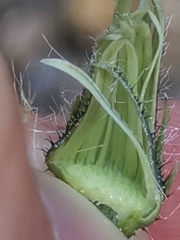 Hieracium bupleuroides