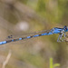River Bluet - Photo (c) Jim Johnson, some rights reserved (CC BY-NC-ND), uploaded by Jim Johnson