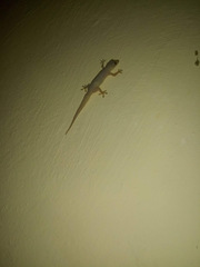 Hemidactylus frenatus