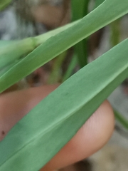 Hieracium bupleuroides