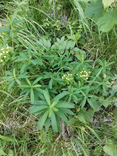 Image of Euphorbia illirica by (c) Ljaž, some rights reserved (CC BY)