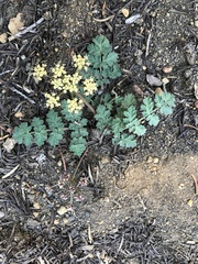 Lomatium martindalei