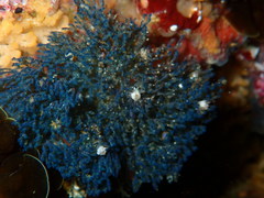 Virididentula dentata