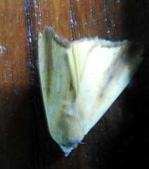 Xanthodes intersepta