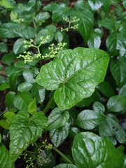 Typhonium roxburghii