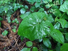 Typhonium roxburghii