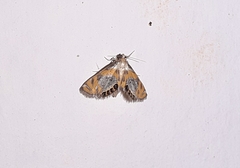 Nymphicula