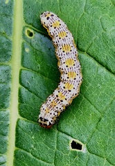 Pyrrhia