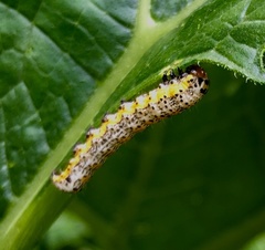 Pyrrhia