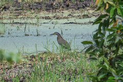Tigrisoma mexicanum