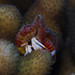 Small White Hermit Crab - Photo (c) Mark Rosenstein, some rights reserved (CC BY-NC), uploaded by Mark Rosenstein