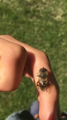 Eristalis tenax