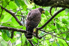 Rupornis magnirostris
