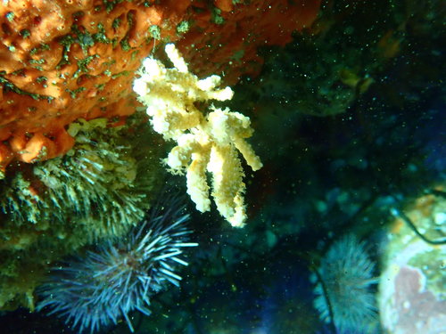 Eunicella microthela