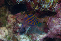 Pseudocheilinus hexataenia