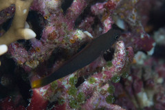 Pseudochromis marshallensis