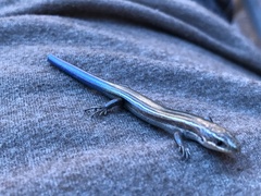 Plestiodon multivirgatus