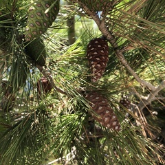 Pinus halepensis