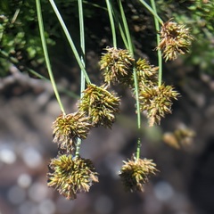 Carex abrupta