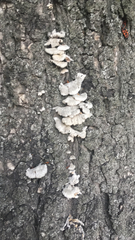 Schizophyllum commune