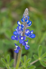 Lupinus subcarnosus