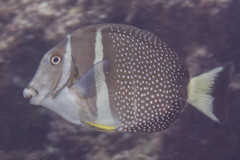 Acanthurus guttatus