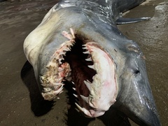 Isurus paucus