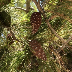 Pinus halepensis