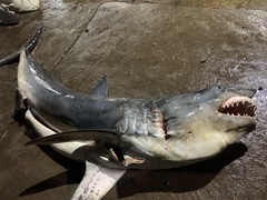 Isurus paucus