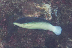 Anampses neoguinaicus
