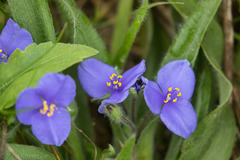 Tradescantia subacaulis