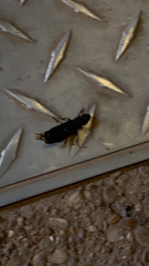 Platydracus maculosus