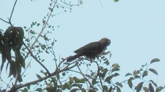 Deroptyus accipitrinus