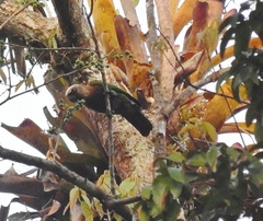 Deroptyus accipitrinus