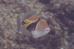 Rhinecanthus rectangulus