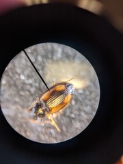 Elaphropus tetraspilus