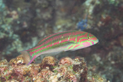 Thalassoma quinquevittatum