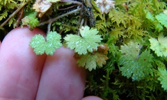 Hydrocotyle moschata