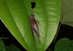 Madasumma