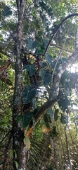 Philodendron cordatum