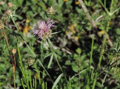 Centaurea deusta