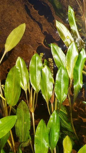 Potamogeton alpinus iNat (1)