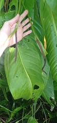 Anthurium sellowianum