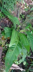 Anthurium sellowianum