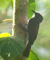 Dendrocincla fuliginosa