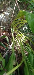 Anthurium sellowianum